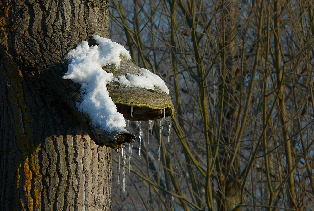 The Fungi world (34) : Hoof fungus