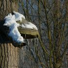 The Fungi world (34) : Hoof fungus