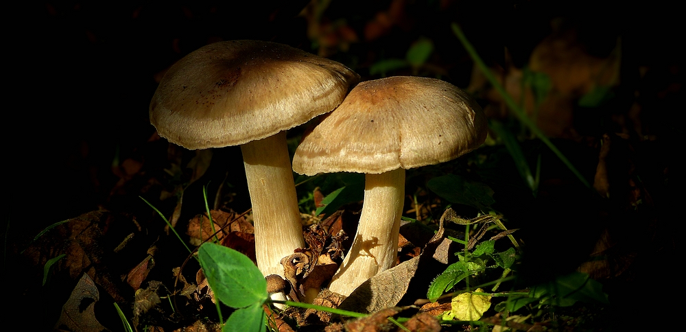 The Fungi World (340) : Pale Milkcap