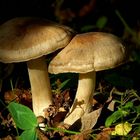 The Fungi World (340) : Pale Milkcap