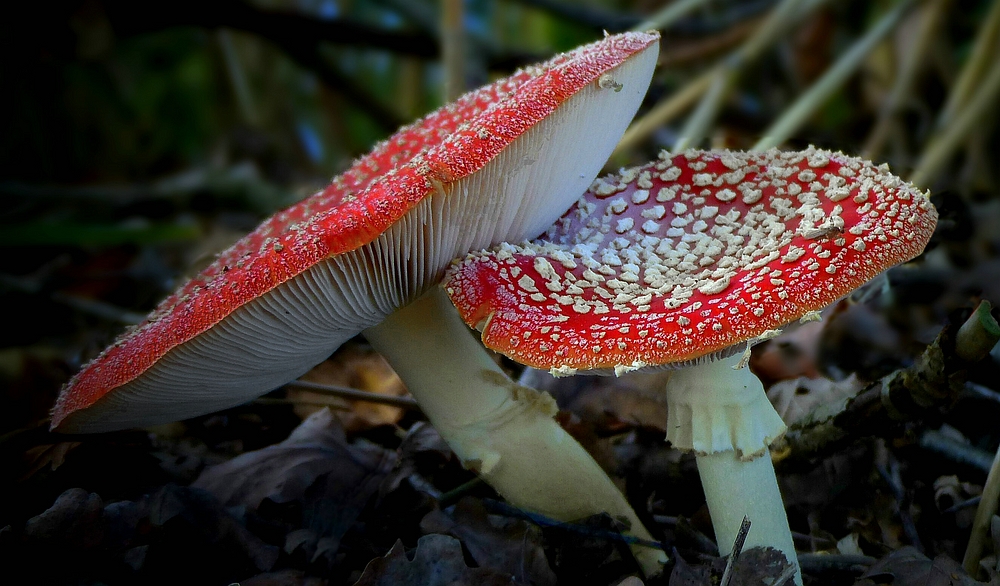 The Fungi World (341) : Fly Agaric