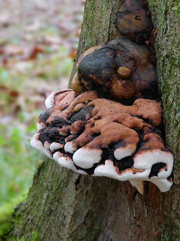 The Fungi World (344) : Root Rot