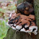 The Fungi World (344) : Root Rot