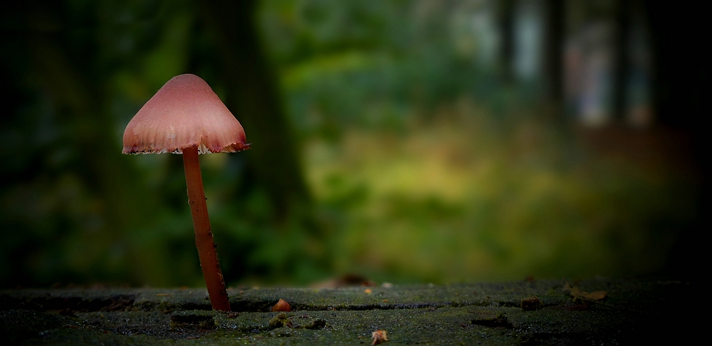 The Fungi World (345) : Burgundydrop Bonnet