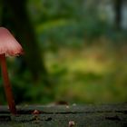 The Fungi World (345) : Burgundydrop Bonnet