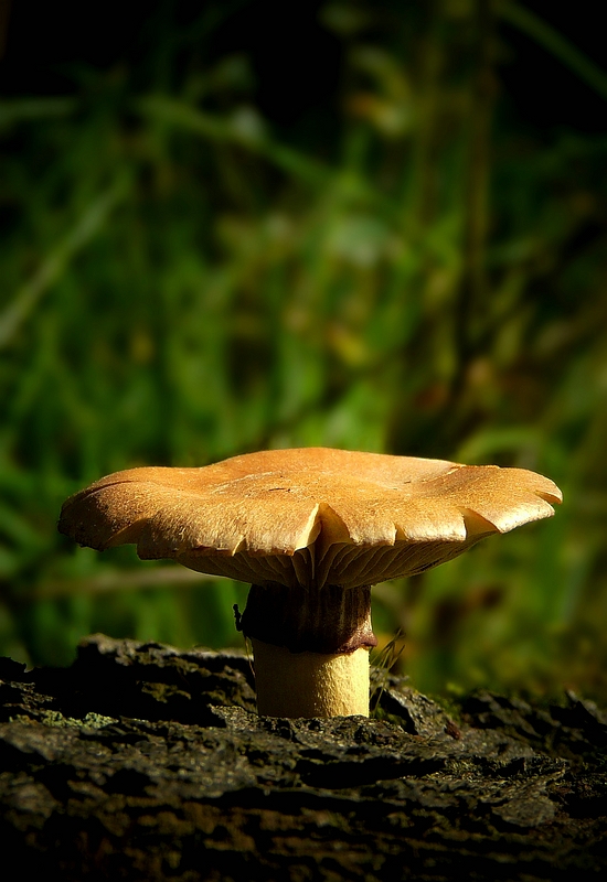 The Fungi World (347) : Torn Fibrecap 