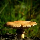 The Fungi World (347) : Torn Fibrecap 