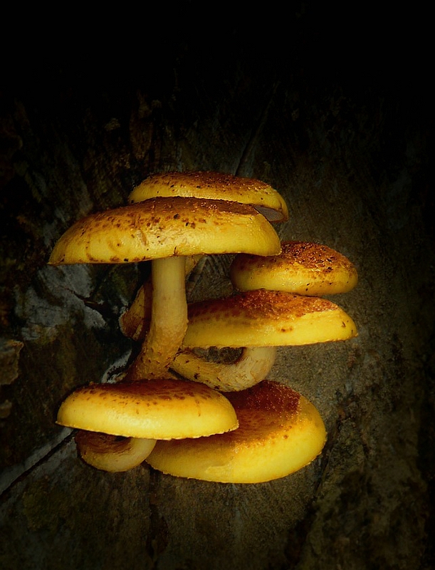 The Fungi World (348) : Golden Scalycap