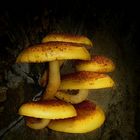 The Fungi World (348) : Golden Scalycap