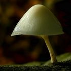 The Fungi World (349) : Porcelain fungus 