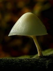 The Fungi World (349) : Porcelain fungus 