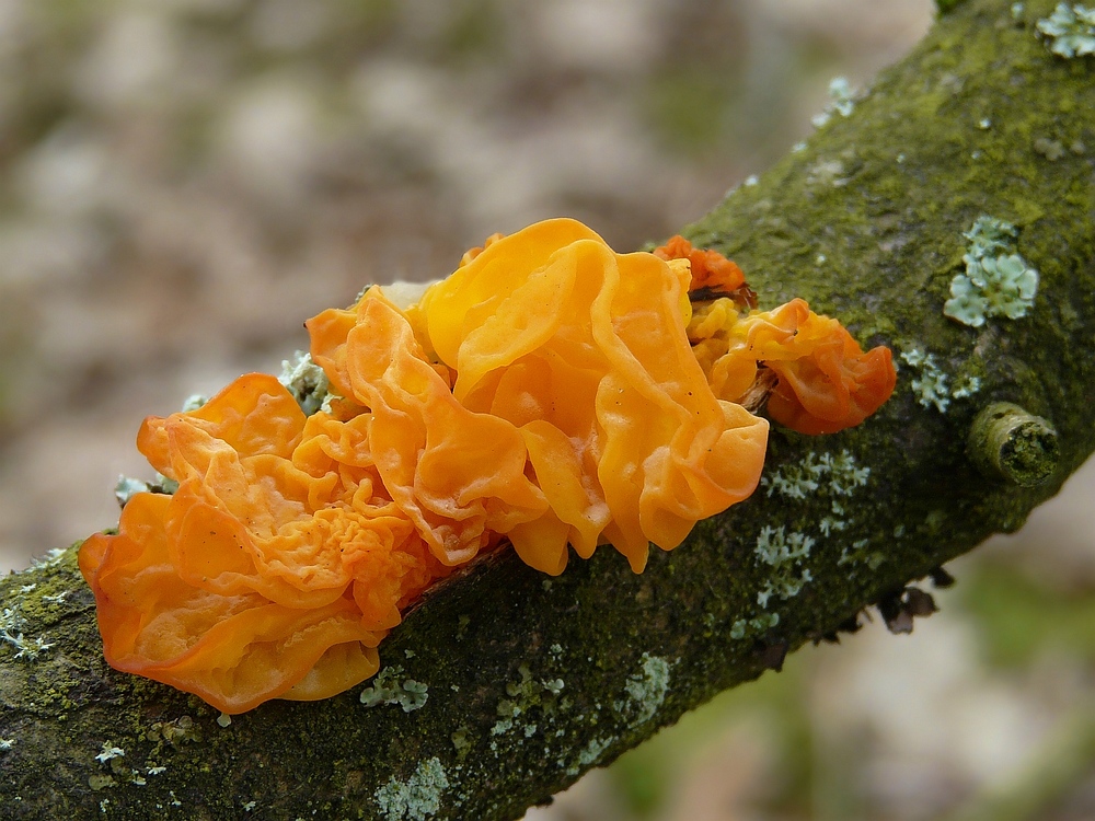 The Fungi world (35) : Yellow brain fungus.