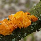 The Fungi world (35) : Yellow brain fungus.