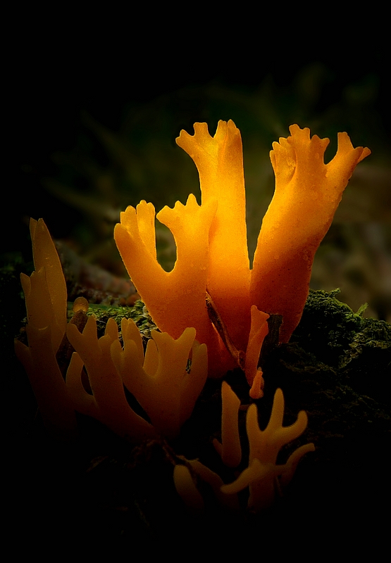 The Fungi World (350) : Yellow Stagshorn