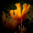 The Fungi World (350) : Yellow Stagshorn