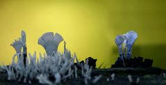 The Fungi World (351) : Candlesnuff fungi