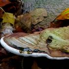 The Fungi World (352) : Artist’s Conk