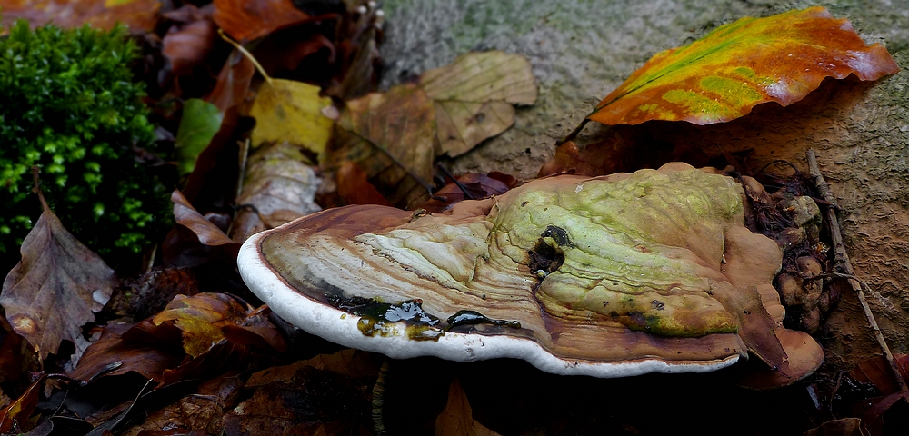 The Fungi World (352) : Artist’s Conk