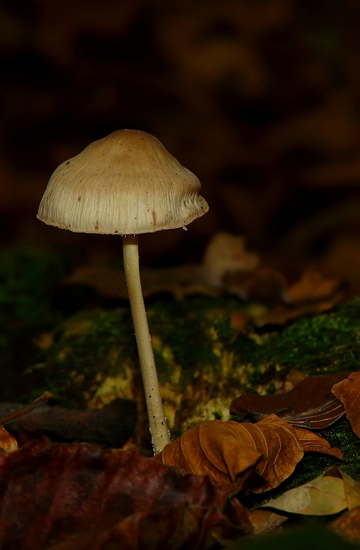 The Fungi World (353) : Satin Shield
