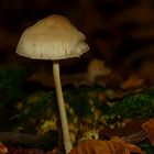 The Fungi World (353) : Satin Shield