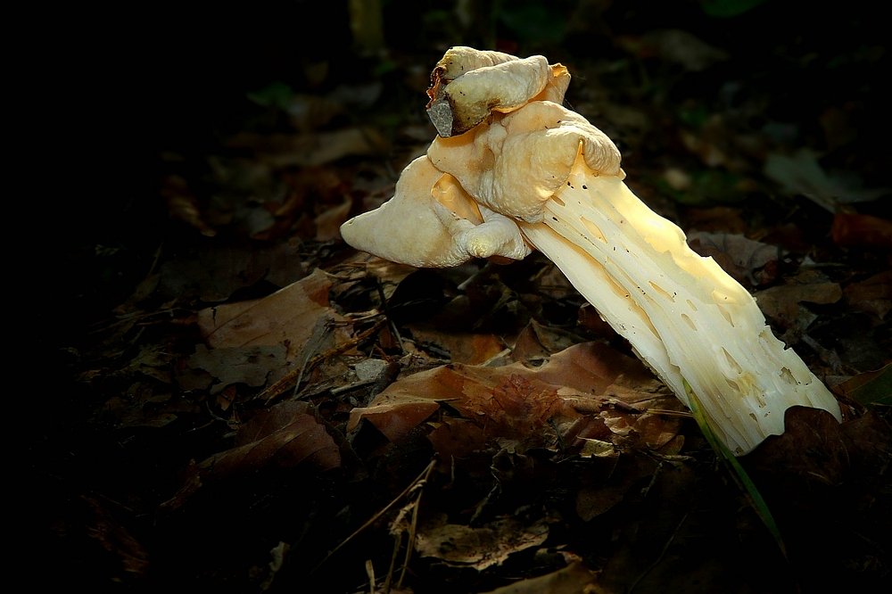 The Fungi World (354) : White Saddle