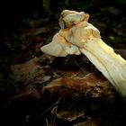 The Fungi World (354) : White Saddle