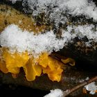 The Fungi World (355) : Yellow Brain fungus