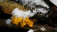 The Fungi World (355) : Yellow Brain fungus