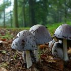 The Fungi World (356) : Common Inkcap
