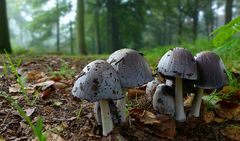 The Fungi World (356) : Common Inkcap