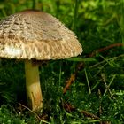 The Fungi World (357) : Shaggy Parasol