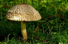 The Fungi World (357) : Shaggy Parasol