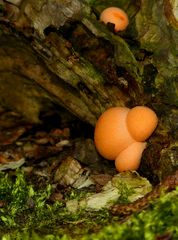 The Fungi World (358) : Wolf’s Milk