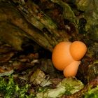 The Fungi World (358) : Wolf’s Milk