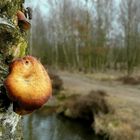 The Fungi world (36) : Birch polypore