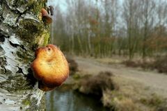 The Fungi world (36) : Birch polypore