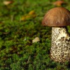 The Fungi World (360) : Black Birch Bolete