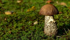 The Fungi World (360) : Black Birch Bolete