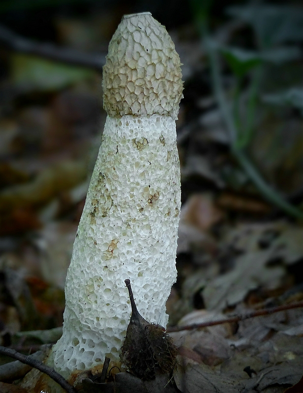 The Fungi World (361) : Stinkhorn