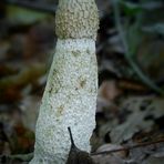 The Fungi World (361) : Stinkhorn