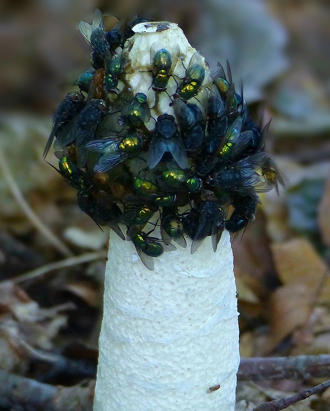 The Fungi World (362) : Stinkhorn 