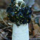 The Fungi World (362) : Stinkhorn 