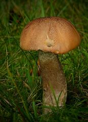 The Fungi World (364) : Orange Birch Bolete