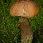 The Fungi World (364) : Orange Birch Bolete