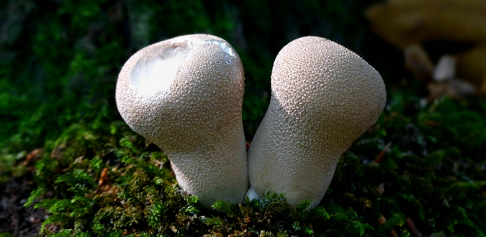 The Fungi World (365) : Common Puffball