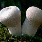 The Fungi World (365) : Common Puffball