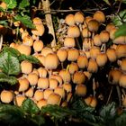 The Fungi World (366) : Glistening Inkcap