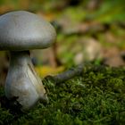 The Fungi World (367) : Livid Pinkgill