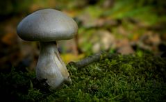 The Fungi World (367) : Livid Pinkgill
