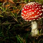 The Fungi World (368) : Fly Agaric 